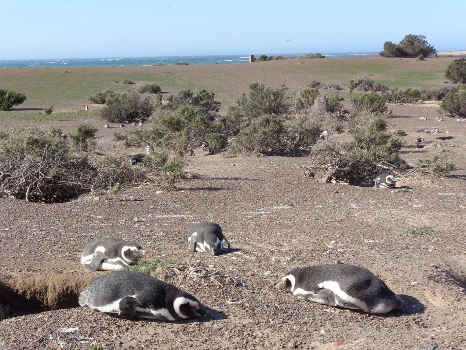 野生のペンギンウォッチングはここ アルゼンチン バルデス半島 たびせん Com