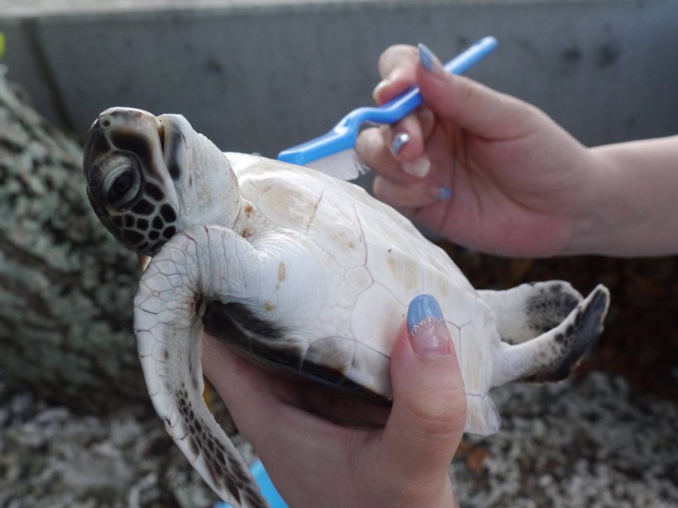 父島の小笠原海洋センターで子ガメの甲羅磨き 放流体験 たびせん Com